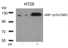 Anti-JAK1 (phospho Tyr1022) antibody used in Western Blot (WB). GTX50207