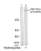 Anti-DNA-PKcs (phospho Thr2609) antibody used in Western Blot (WB). GTX50220
