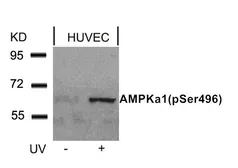 Anti-AMPK alpha 1 (phospho Ser496) antibody used in Western Blot (WB). GTX50224
