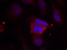 Anti-DARPP-32 (phospho Thr75) antibody used in Immunocytochemistry/ Immunofluorescence (ICC/IF). GTX50232