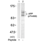 Anti-APP (phospho Thr668) antibody used in Western Blot (WB). GTX50235