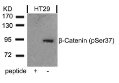 Anti-beta Catenin (phospho Ser37) antibody used in Western Blot (WB). GTX50256