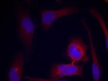 Anti-RPS6 (phospho Ser235) antibody used in Immunocytochemistry/ Immunofluorescence (ICC/IF). GTX50267