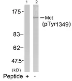 Anti-c-Met (phospho Tyr1349) antibody used in Western Blot (WB). GTX50270