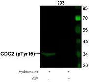 Anti-CDC2 (phospho Tyr15) antibody used in Western Blot (WB). GTX50273