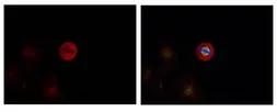 Anti-ERK1 (phospho Tyr204) + ERK2 (phospho Tyr187) antibody used in Immunocytochemistry/ Immunofluorescence (ICC/IF). GTX50275