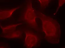 Anti-Bim (phospho Ser69) antibody used in Immunocytochemistry/ Immunofluorescence (ICC/IF). GTX50308