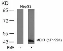 Anti-MEK1 (phospho Thr291) antibody used in Western Blot (WB). GTX50313