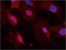 Anti-GSK3 alpha (phospho Tyr279) + GSK3 beta (phospho Tyr216) antibody used in Immunocytochemistry/ Immunofluorescence (ICC/IF). GTX50316