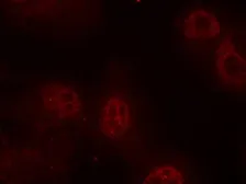 Anti-c-Myc (phospho Ser62) antibody used in Immunocytochemistry/ Immunofluorescence (ICC/IF). GTX50323