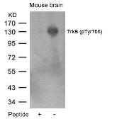 Anti-TrkB (phospho Tyr705) antibody used in Western Blot (WB). GTX50336