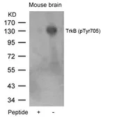 Anti-TrkB (phospho Tyr705) antibody used in Western Blot (WB). GTX50336