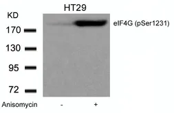 Anti-eIF4G (phospho Ser1232) antibody used in Western Blot (WB). GTX50344