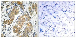 Anti-GSK3 alpha antibody used in IHC (Paraffin sections) (IHC-P). GTX50368