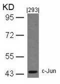Anti-c-Jun antibody used in Western Blot (WB). GTX50385