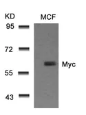 Anti-c-Myc antibody used in Western Blot (WB). GTX50394