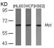 Anti-c-Myc antibody used in Western Blot (WB). GTX50395