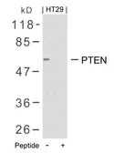 Anti-PTEN antibody used in Western Blot (WB). GTX50411