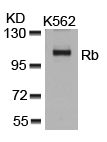 Anti-Rb antibody used in Western Blot (WB). GTX50459