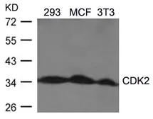 Anti-CDK2 antibody used in Western Blot (WB). GTX50461