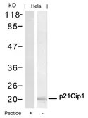 Anti-p21 Cip1 antibody used in Western Blot (WB). GTX50490