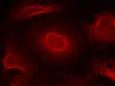 Anti-NMDAR2B antibody used in Immunocytochemistry/ Immunofluorescence (ICC/IF). GTX50496