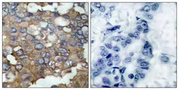 Anti-Src antibody used in IHC (Paraffin sections) (IHC-P). GTX50504