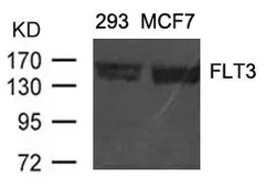 Anti-FLT3 antibody used in Western Blot (WB). GTX50518