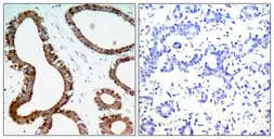 Anti-14-3-3 zeta antibody used in IHC (Paraffin sections) (IHC-P). GTX50519
