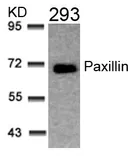 Anti-Paxillin antibody used in Western Blot (WB). GTX50528