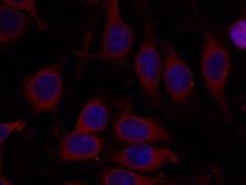Anti-mTOR antibody used in Immunocytochemistry/ Immunofluorescence (ICC/IF). GTX50541