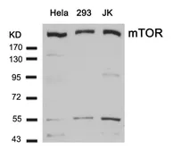 Anti-mTOR antibody used in Western Blot (WB). GTX50541