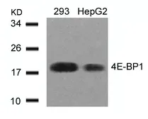 Anti-4E-BP1 antibody used in Western Blot (WB). GTX50543