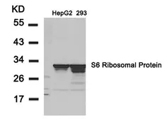 Anti-RPS6 antibody used in Western Blot (WB). GTX50552
