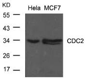 Anti-CDC2 antibody used in Western Blot (WB). GTX50559