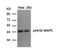 Anti-ERK1/2 antibody used in Western Blot (WB). GTX50560