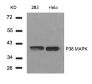 Anti-p38 MAPK antibody used in Western Blot (WB). GTX50566