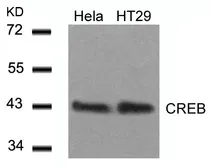 Anti-CREB antibody used in Western Blot (WB). GTX50586