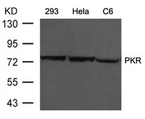 Anti-PKR antibody used in Western Blot (WB). GTX50591