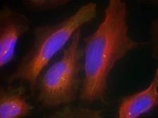 Anti-Synaptotagmin 1 antibody used in Immunocytochemistry/ Immunofluorescence (ICC/IF). GTX50608