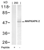 Anti-MAPKAPK-2 antibody used in Western Blot (WB). GTX50617
