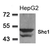 Anti-SHC1 antibody used in Western Blot (WB). GTX50620