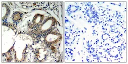 Anti-SHP2 antibody used in IHC (Paraffin sections) (IHC-P). GTX50624