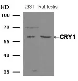 Anti-CRY1 antibody used in Western Blot (WB). GTX50642