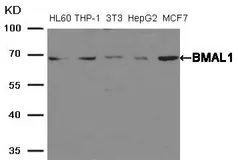 Anti-BMAL1 antibody used in Western Blot (WB). GTX50643