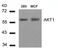 Anti-AKT1 antibody used in Western Blot (WB). GTX50648