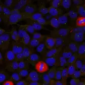 Anti-eIF4G antibody used in Immunocytochemistry/ Immunofluorescence (ICC/IF). GTX50653