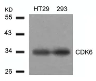 Anti-CDK6 antibody used in Western Blot (WB). GTX50665