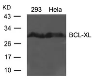 Anti-Bcl-XL antibody used in Western Blot (WB). GTX50672