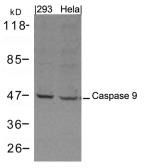 Anti-Caspase 9 antibody used in Western Blot (WB). GTX50676